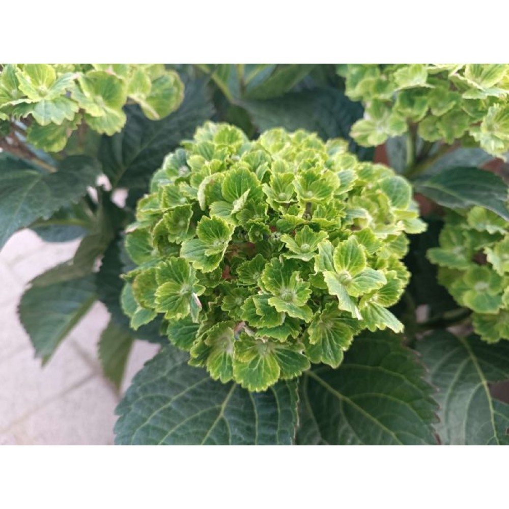 Hydrangea macrophylla / Hortenzija didžialapė REMBRAND VIBRANT VERDE®