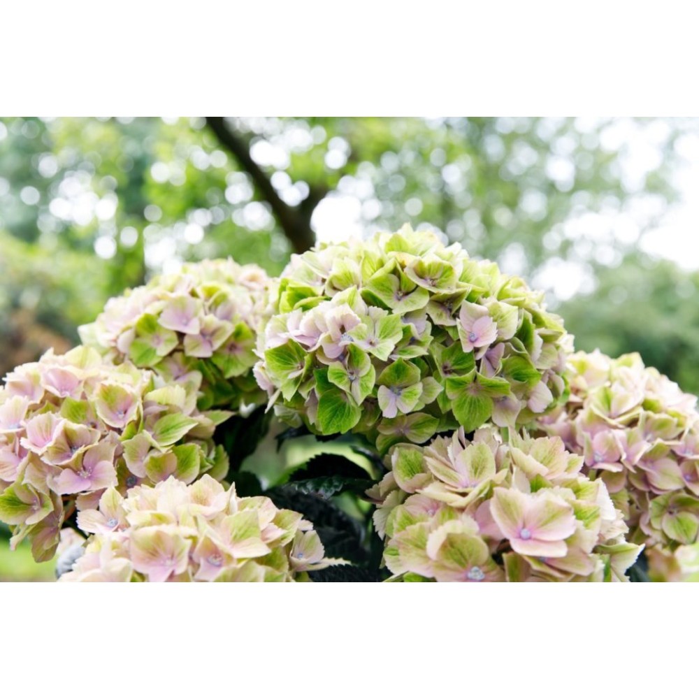 Hydrangea macrophylla  / Hortenzija didžialapė REMBRANDT BELLA PESCHE®