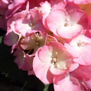 Hydrangea macrophylla  / Hortenzija didžialapė REMBRANDT DOLCE CHIC®