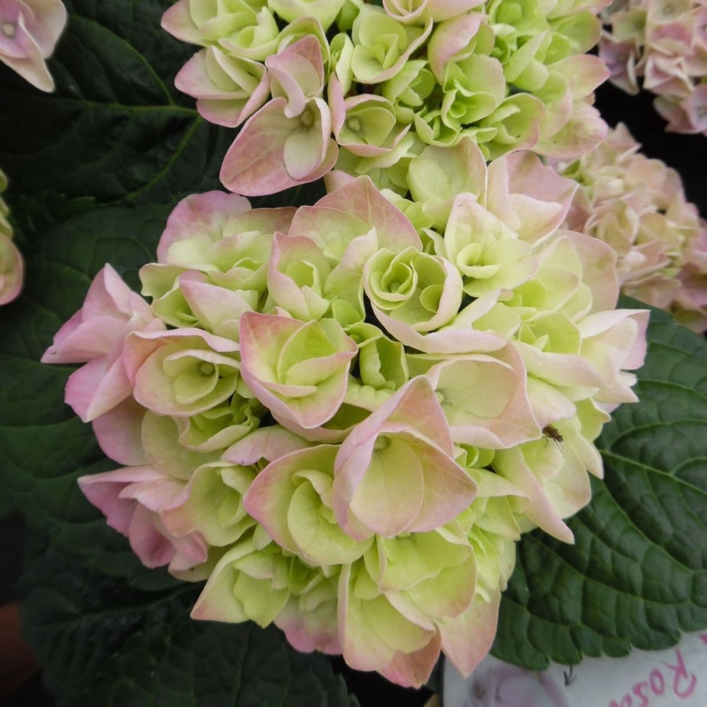 Hydrangea macrophylla  / Hortenzija didžialapė REMBRANDT ELEGANT ROSEA®