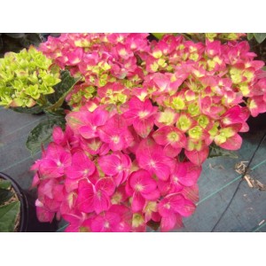 Hydrangea macrophylla / Hortenzija didžialapė REMBRANT ROSSO GLORY®