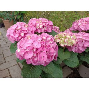 Hydrangea macrophylla  / Hortenzija didžialapė REMBRANDT DOLCE CHIC®
