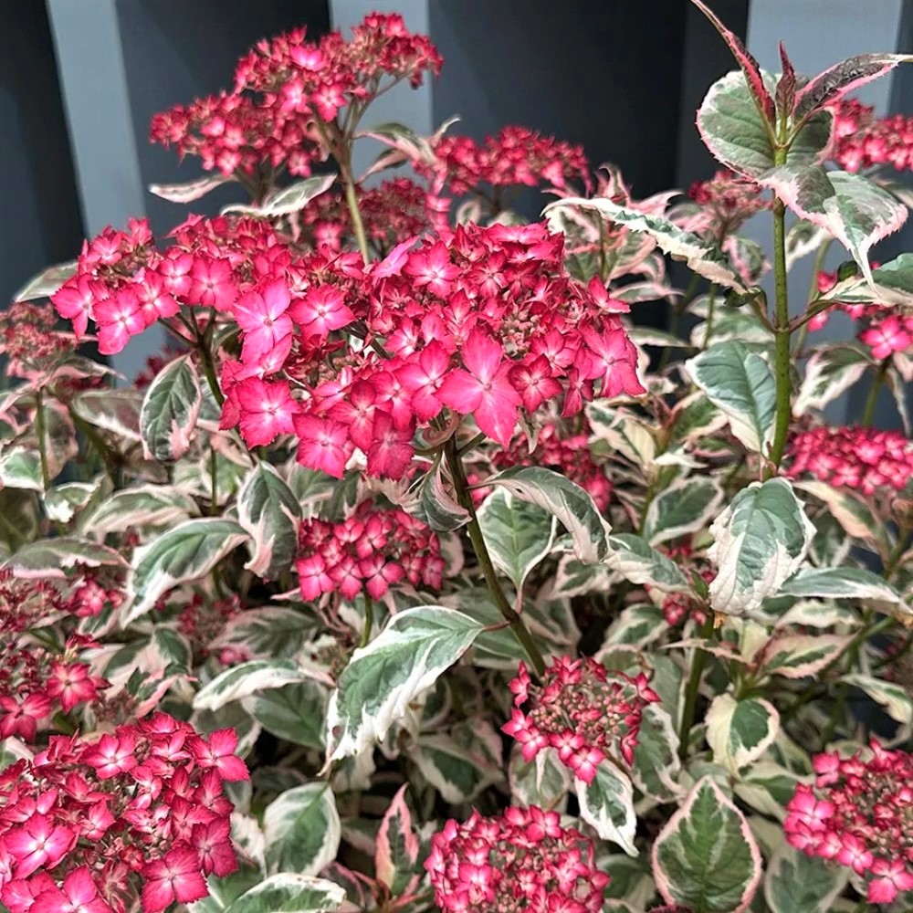 Hydrangea serrata / Hortenzija krūminė EUPHORIA®