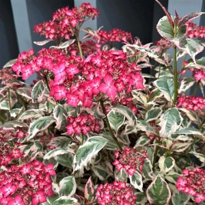 Hydrangea serrata / Hortenzija krūminė EUPHORIA®