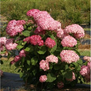 Hydrangea arborescens / Hortenzija šviesioji MAGICAL DARK PINK®