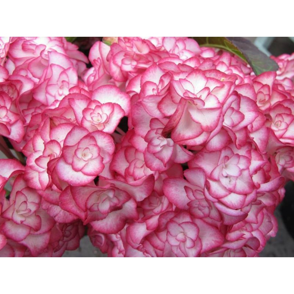 Hydrangea macrophylla / Hortenzija didžialapė MISS SAORI®