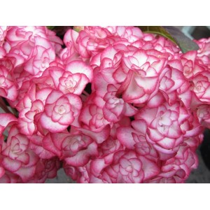 Hydrangea macrophylla / Hortenzija didžialapė MISS SAORI®