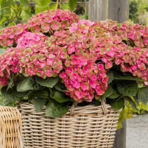 Hydrangea macrophylla / Hortenzija didžialapė REMBRANT ROSSO GLORY®