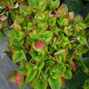 Hydrangea macrophylla / Hortenzija didžialapė REMBRANT ROSSO GLORY®