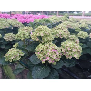Hydrangea macrophylla / Hortenzija didžialapė REMBRAND VIBRANT VERDE®
