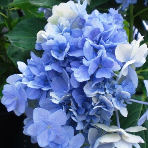 Hydrangea macrophylla / Hortenzija didžialapė FOREVER AND EVER® BLUE