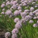 Allium / Česnakas LISA GREEN 