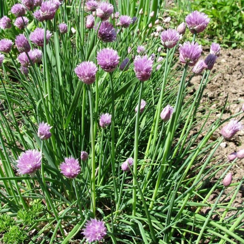 Allium schoenoprasum / Laiškinis česnakas