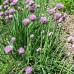 Allium schoenoprasum / Laiškinis česnakas
