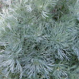 Artemisia / Kietis NANA
