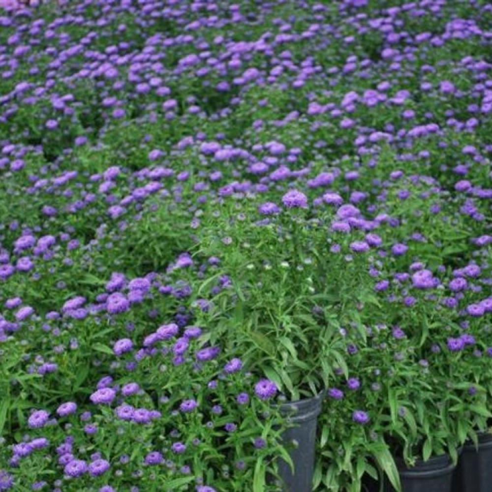 Aster / Astras Showmakers® BLUE BAYOU