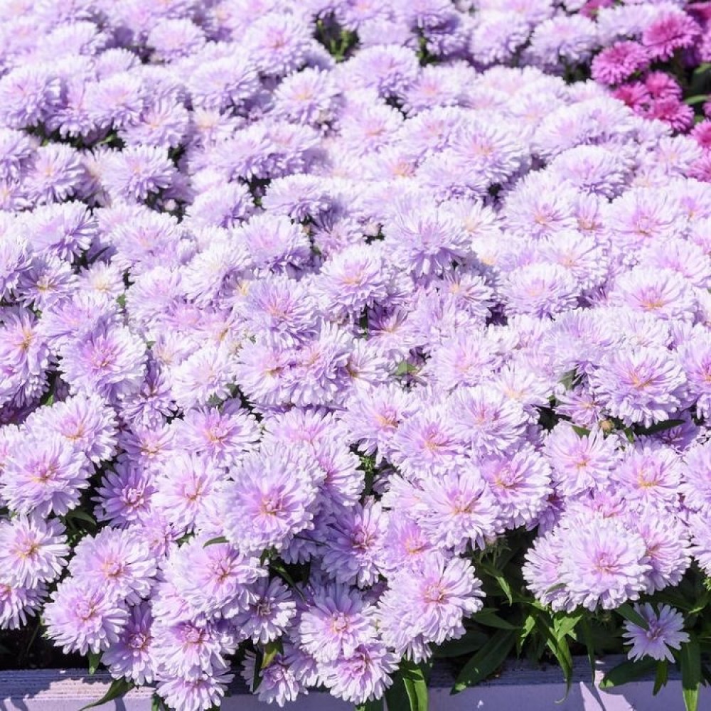 Aster / Astras SHOWMAKERS LILAC SUNSET