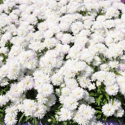 Aster / Astras SHOWMAKERS SNOW WHITE