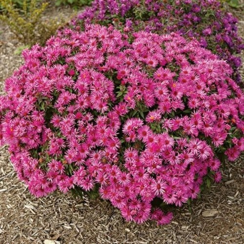 Aster / Astras VIBRANT DOME
