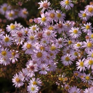 Aster / Astras PINK CLOUD