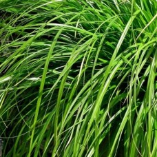 Carex / Viksva EVERGREEN