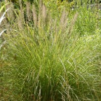 Carex / Viksva PHOENIX GREEN