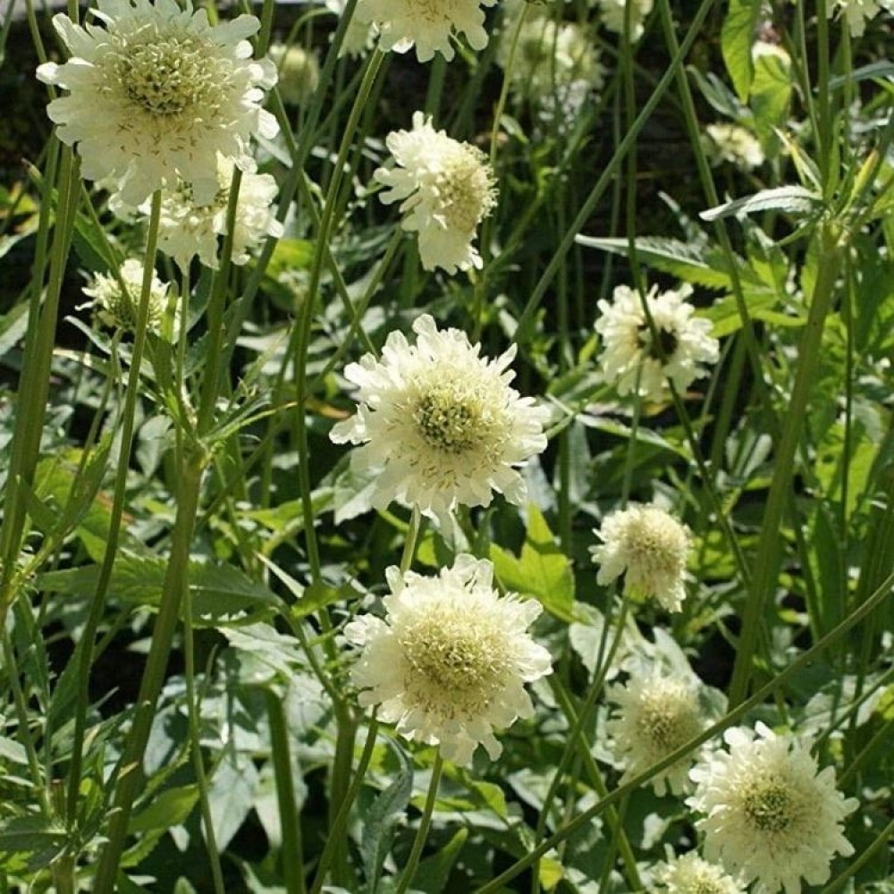Cephalaria gigantea / Didžioji cefaliarija