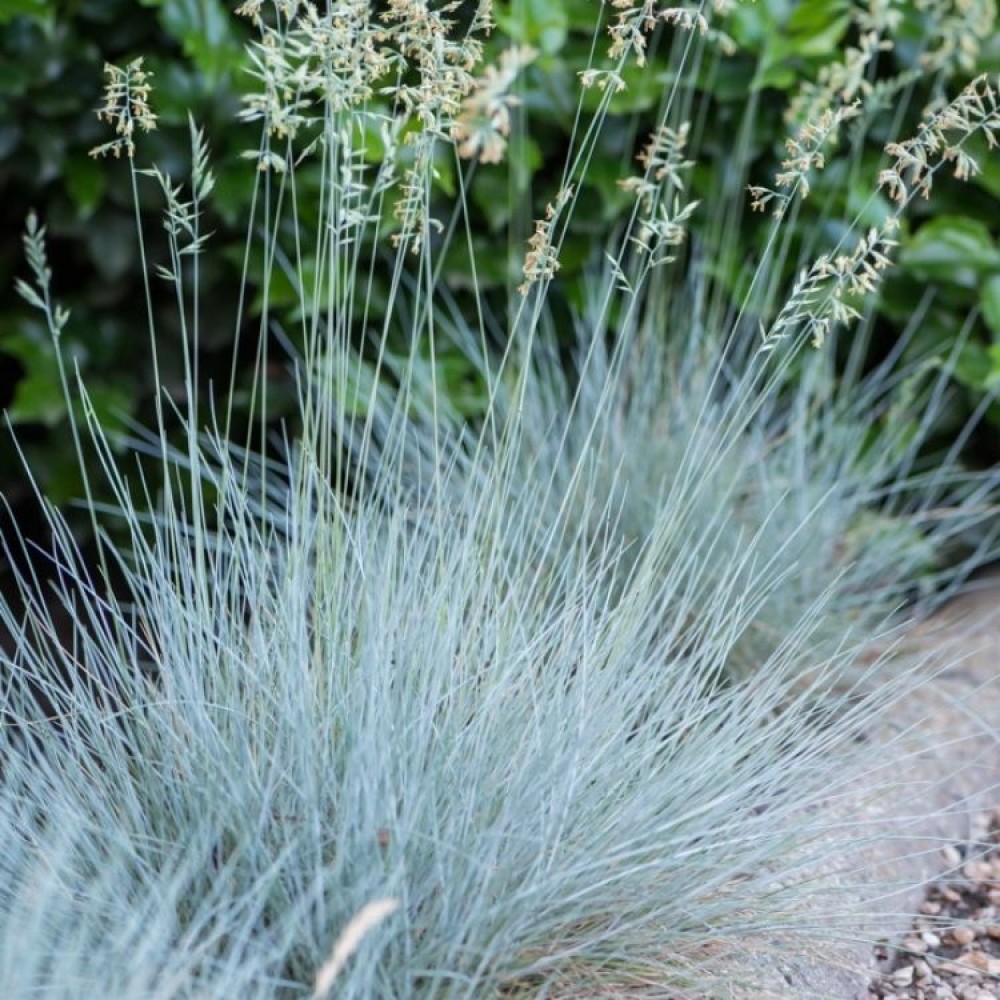 Festuca / Eraičinas GLAUCANTHA
