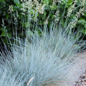 Festuca / Eraičinas GLAUCANTHA