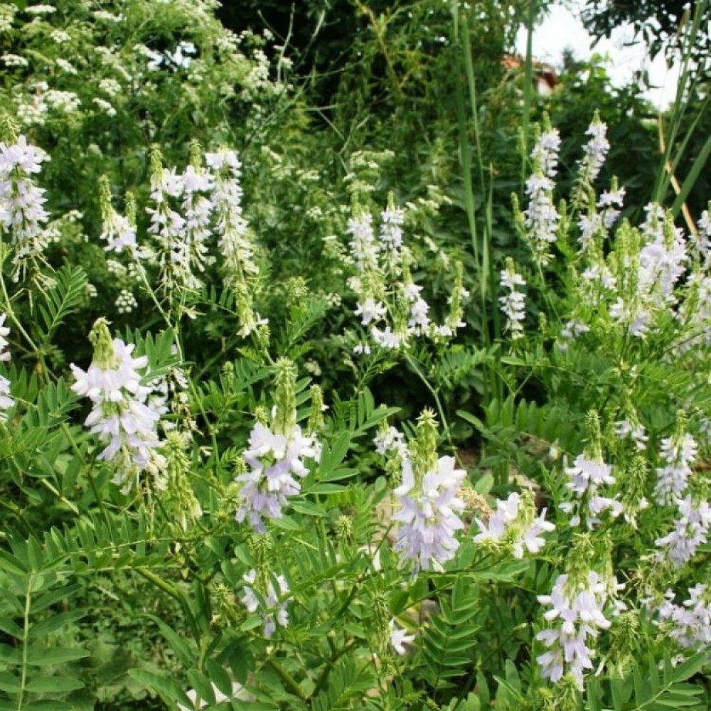 Galega officinalis / Vaistinis ožiarūtis - 12104656