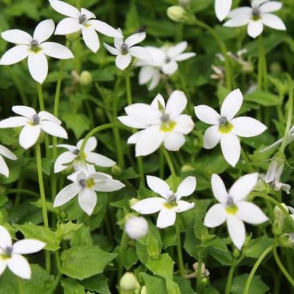Isotoma / Isotoma ALBA