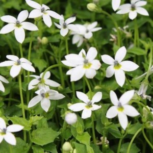 Isotoma / Isotoma ALBA