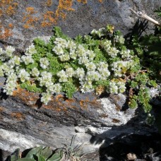 Paronychia kapela serpyllifolia / Kurkulė