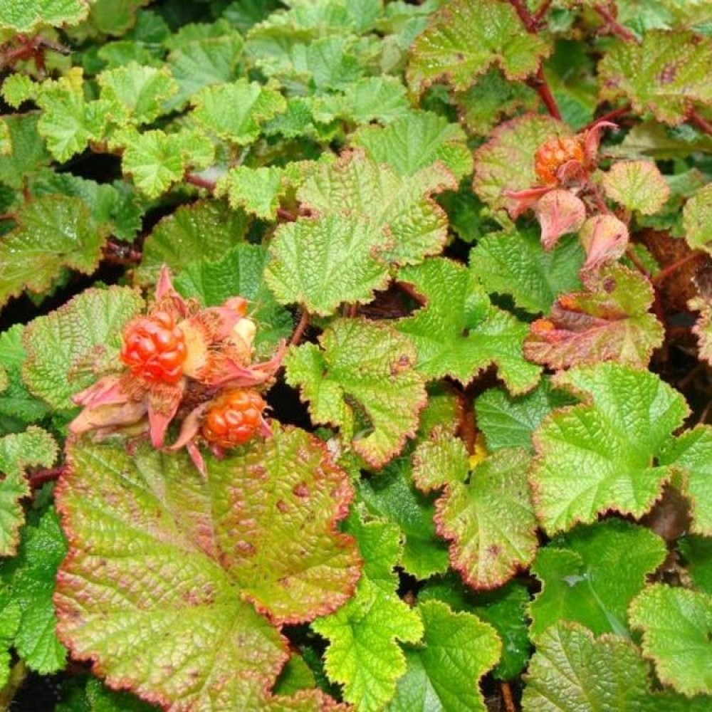 Rubus / Avietė BETTY ASHBURNER