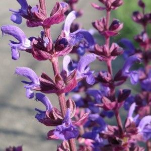 Salvia nemorosa / Šilinis šalavijas