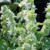 Salvia / Mentūrinis šalavijas ALBA