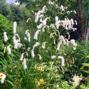 Sanguisorba obtusa / Kraujalakė ALBA