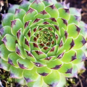 Sempervivum / Šilropė REINHARDT