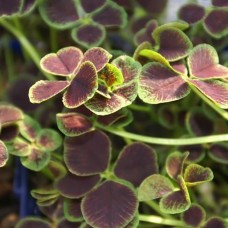 Trifolium / Dobilas PENTAPHYLLUM