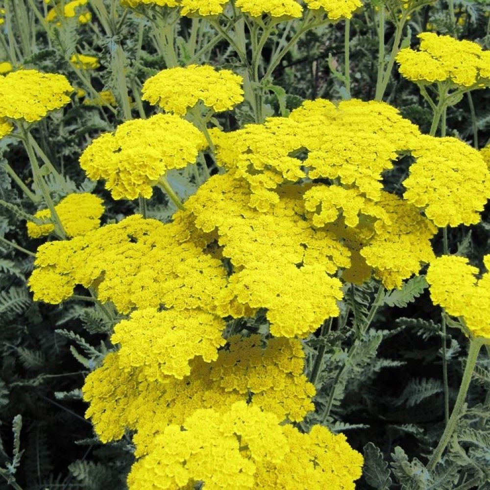Achillea clypeolata / Balkaninė kraujažolė