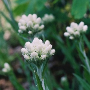 Antennaria plantaginifolia / Katpėdė