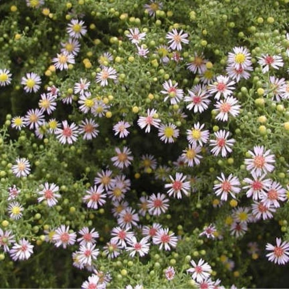 Aster / Astras LOVELY