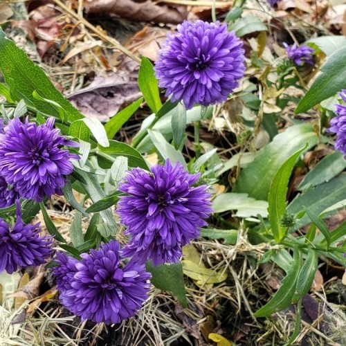 Aster / Astras Showmakers® BLUE BAYOU