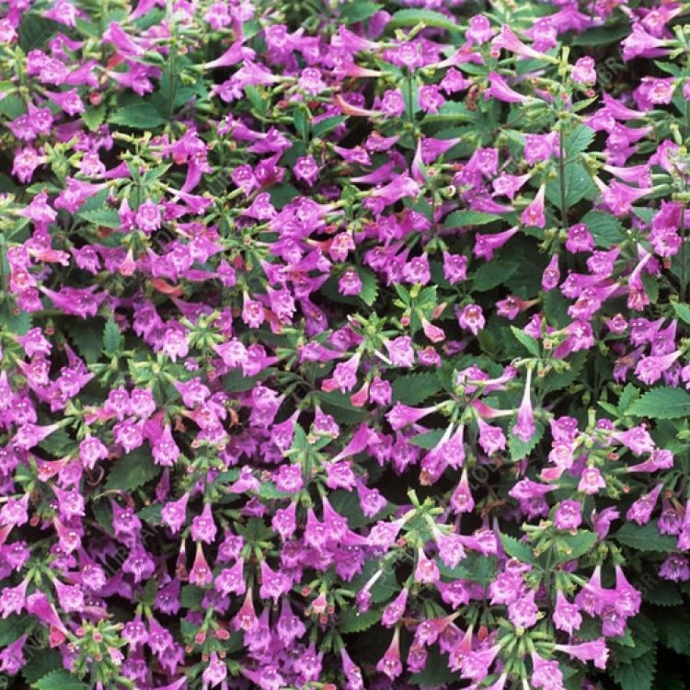 Calamintha grandiflora / Stambiažiedė girmėtė