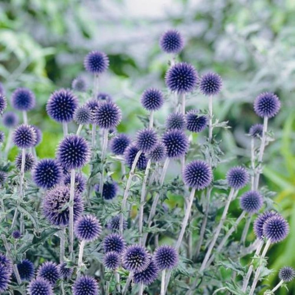 Echinops / Bandrenis - BLUE GLOBE