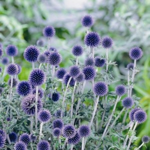 Echinops / Bandrenis - BLUE GLOBE