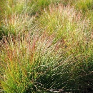 Festuca / Eraičinas WALBERLA