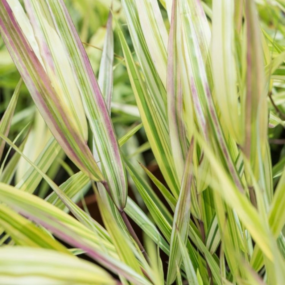 Hakonechloa / Hakonė MULLED WINE