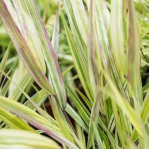 Hakonechloa / Hakonė MULLED WINE