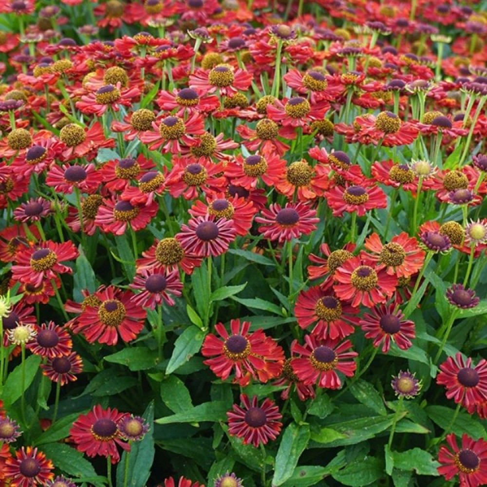 Helenium / Saulainė MARIACHI SALSA